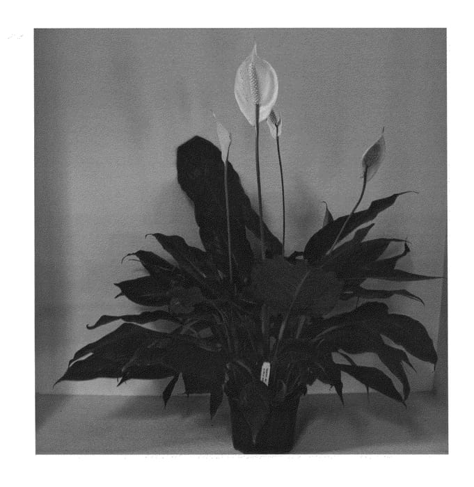 Figure 1 of US plant patent PP23710, the photograph of S40 printed in the patent.