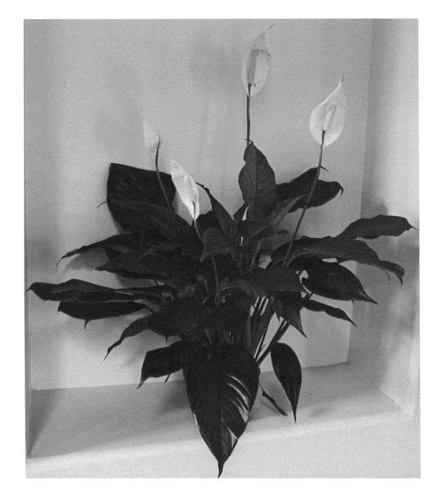 Figure 1 of US plant patent PP23711, the photograph of S41 printed in the patent.