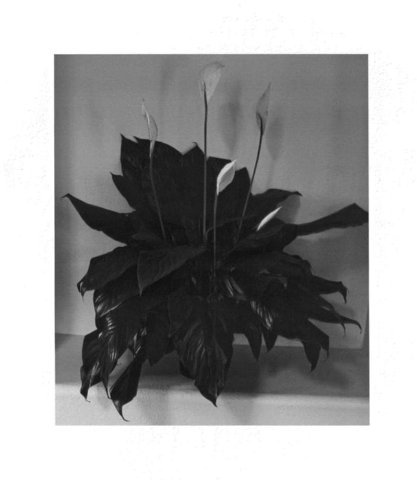 Figure 1 of US plant patent PP23712, the photograph of S39 printed in the patent.