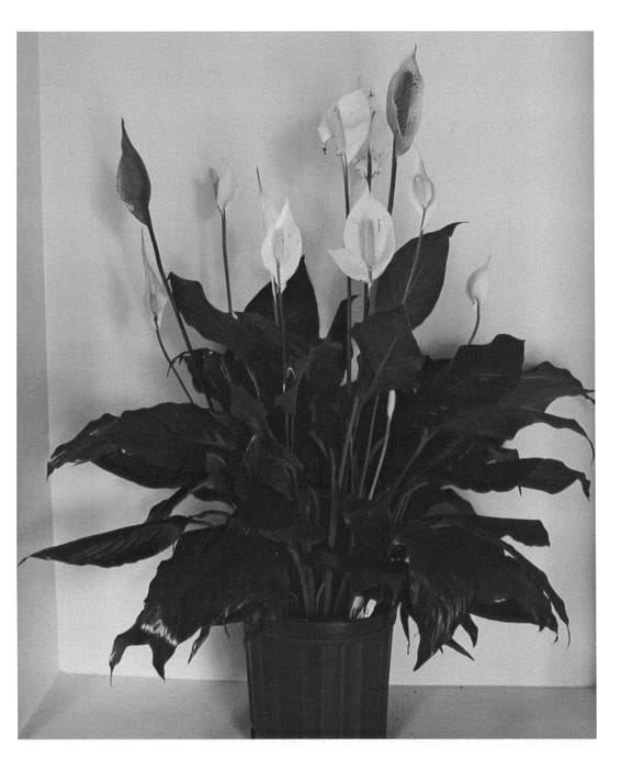 Figure 1 of US plant patent PP23713, the photograph of S43 printed in the patent.
