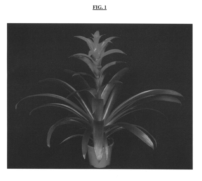 Figure 1 of US plant patent PP23714, the photograph of JUNO printed in the patent.