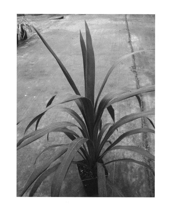 Figure 1 of US plant patent PP23715, the photograph of Albatross printed in the patent.