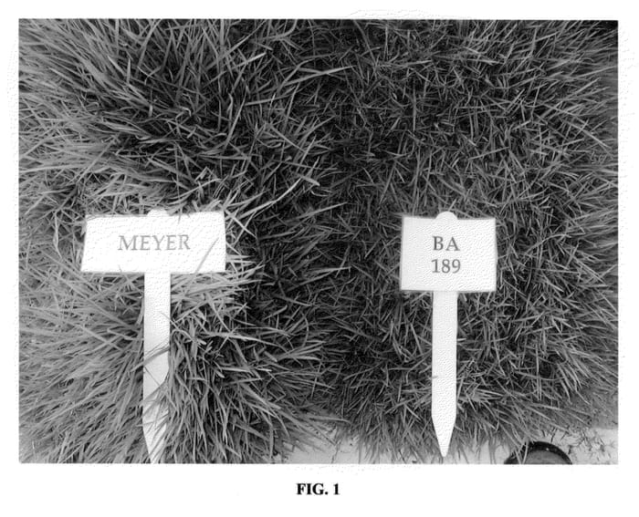 Figure 1 of US plant patent PP23716, the photograph of BA-189 printed in the patent.