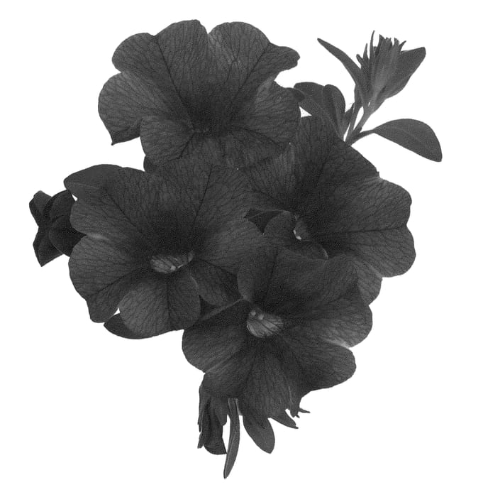 Figure 1 of US plant patent PP23717, the photograph of Duealmidpu printed in the patent.