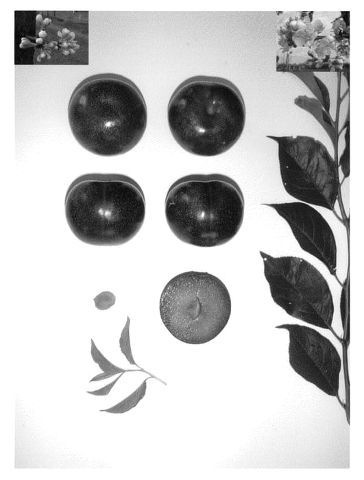Figure 1 of US plant patent PP23718, the photograph of Blackred VI printed in the patent.