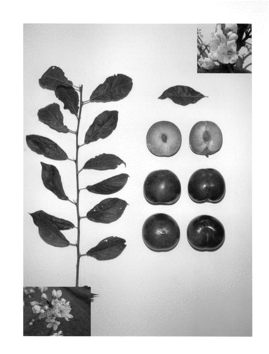 Figure 1 of US plant patent PP23719, the photograph of Plumred IX printed in the patent.