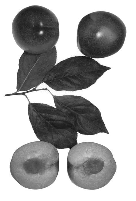 Figure 1 of US plant patent PP23720, the photograph of FLAVOR BLAST printed in the patent.