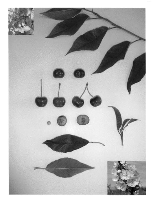 Figure 1 of US plant patent PP23721, the photograph of ARVIN GLEN printed in the patent.