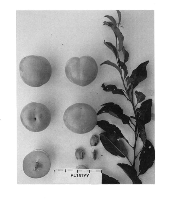 Figure 1 of US plant patent PP23722, the photograph of Suplumfortyfour printed in the patent.