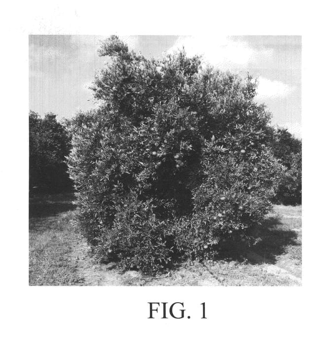 Figure 1 of US plant patent PP23724, the photograph of US Early Pride printed in the patent.