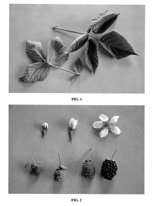 Figure 1 of US plant patent PP23725, the photograph of DrisBlackThree printed in the patent.