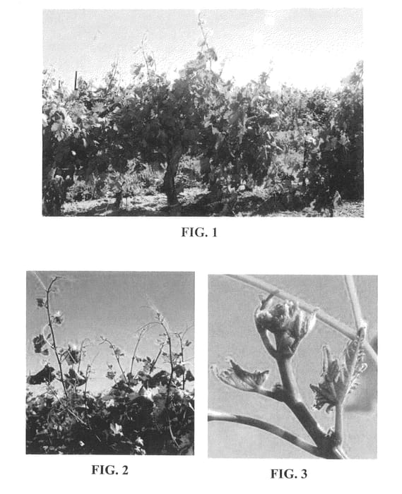 Figure 1 of US plant patent PP23726, the photograph of M 44-14 printed in the patent.