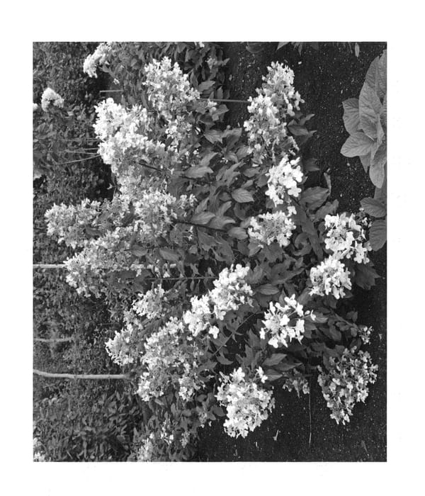 Figure 1 of US plant patent PP23727, the photograph of Savill Lace printed in the patent.
