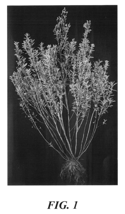 Figure 1 of US plant patent PP23728, the photograph of AKH L4 printed in the patent.