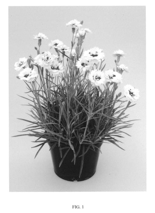 Figure 1 of US plant patent PP23729, the photograph of WP10 HEL01 printed in the patent.