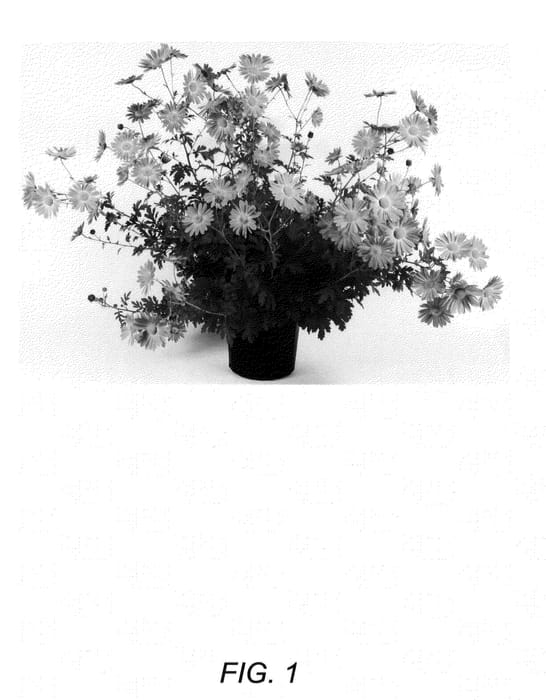 Figure 1 of US plant patent PP23730, the photograph of Purple Mist printed in the patent.