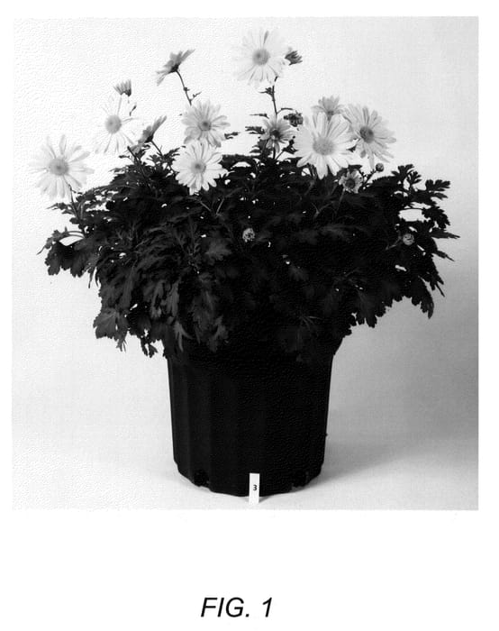 Figure 1 of US plant patent PP23731, the photograph of Autumn Moon printed in the patent.