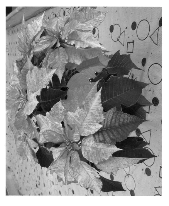 Figure 1 of US plant patent PP23732, the photograph of Ruby Frost printed in the patent.
