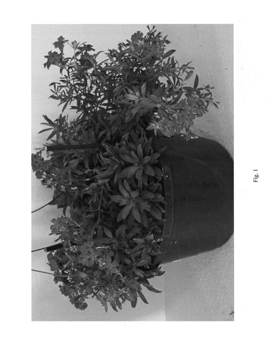 Figure 1 of US plant patent PP23733, the photograph of PPPHL0617 printed in the patent.