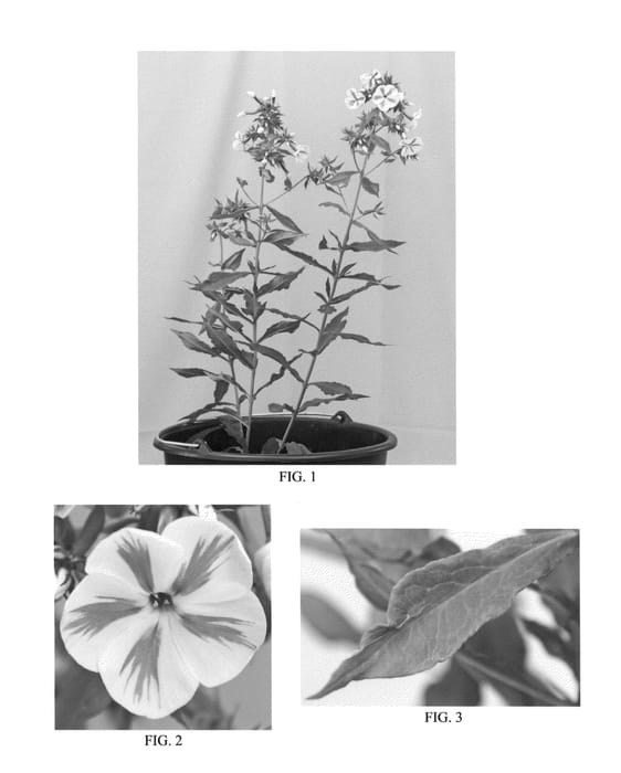 Figure 1 of US plant patent PP23734, the photograph of Twister printed in the patent.