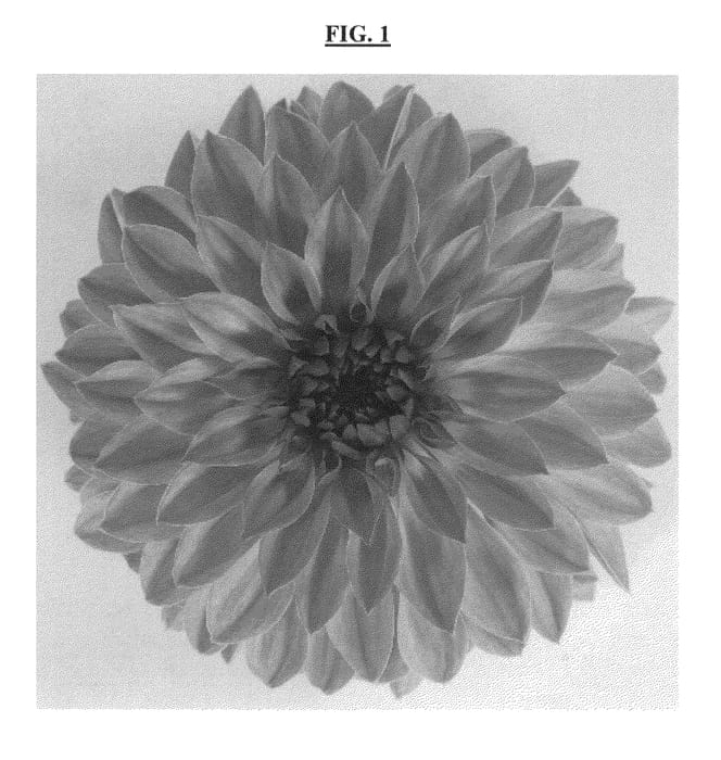 Figure 1 of US plant patent PP23735, the photograph of DATREOGTYVE printed in the patent.