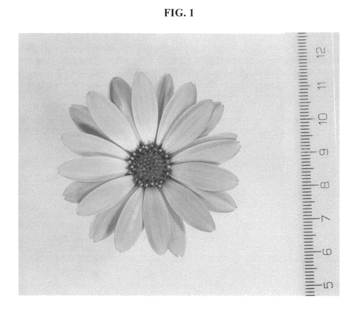 Figure 1 of US plant patent PP23736, the photograph of DAOSSEKSTEN printed in the patent.