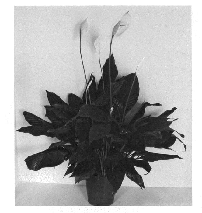 Figure 1 of US plant patent PP23737, the photograph of S42 printed in the patent.
