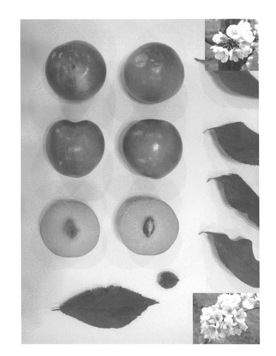 Figure 1 of US plant patent PP23738, the photograph of GREENSWEET XX printed in the patent.