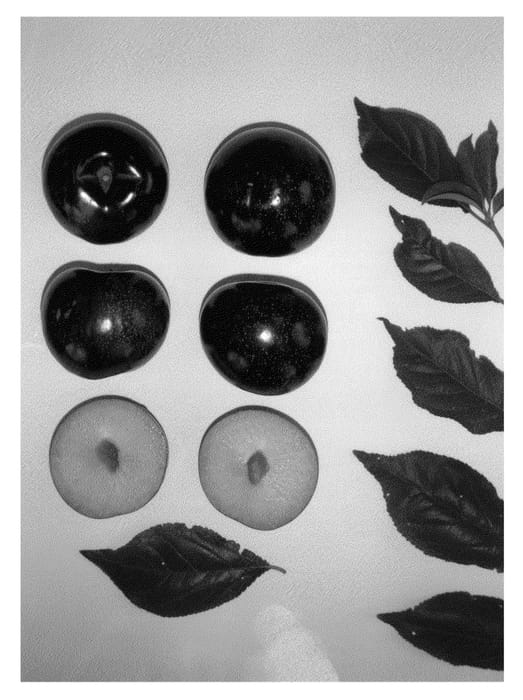 Figure 1 of US plant patent PP23739, the photograph of Black Majesty IV printed in the patent.
