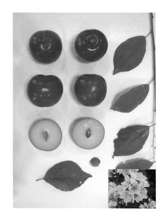 Figure 1 of US plant patent PP23740, the photograph of LATESWEET XX printed in the patent.