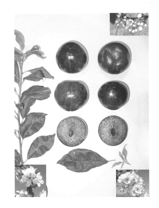 Figure 1 of US plant patent PP23741, the photograph of Plumred VIII printed in the patent.