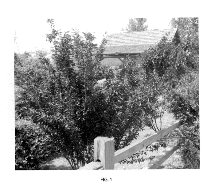 Figure 1 of US plant patent PP23742, the photograph of Purple Pride printed in the patent.
