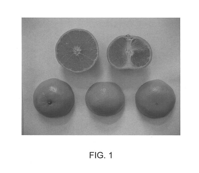 Figure 1 of US plant patent PP23743, the photograph of KinnowLS printed in the patent.