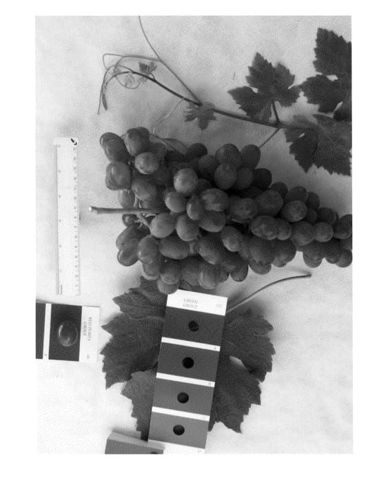 Figure 1 of US plant patent PP23744, the photograph of IFG Nine printed in the patent.