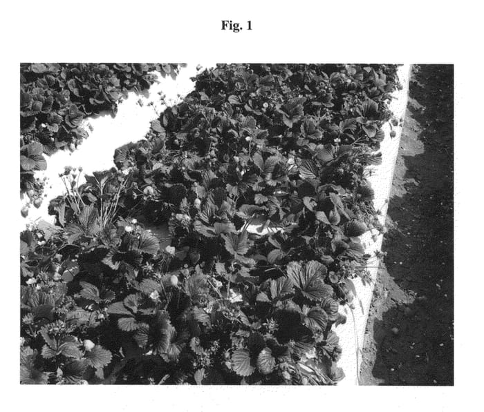 Figure 1 of US plant patent PP23745, the photograph of MERIT printed in the patent.