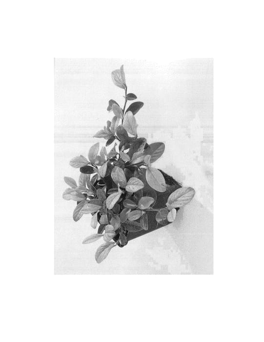 Figure 1 of US plant patent PP23746, the photograph of Lemon Funky printed in the patent.