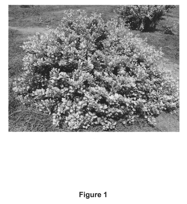 Figure 1 of US plant patent PP23747, the photograph of Daybreak printed in the patent.