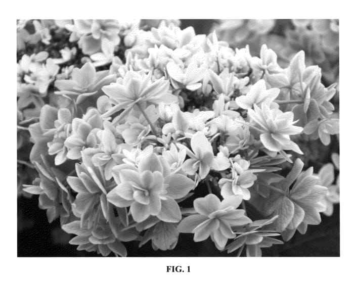Figure 1 of US plant patent PP23748, the photograph of Tinkerbell printed in the patent.