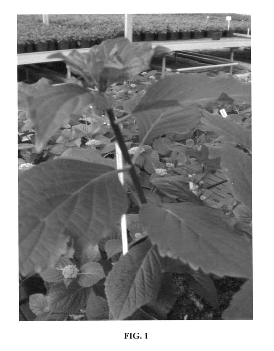 Figure 1 of US plant patent PP23749, the photograph of BTI printed in the patent.