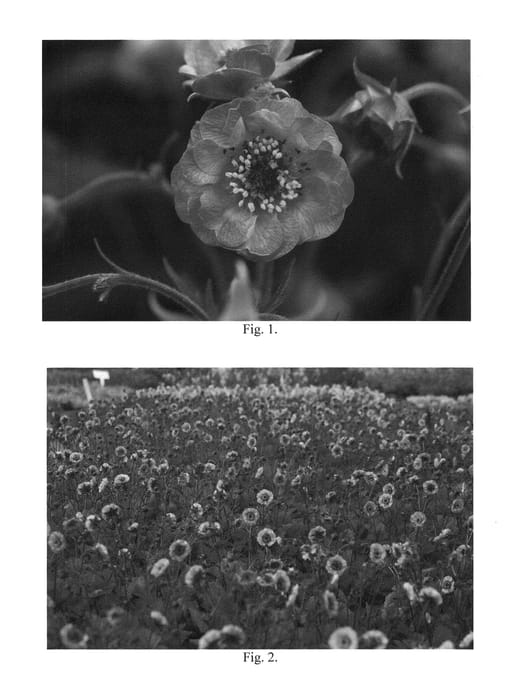 Figure 1 of US plant patent PP23750, the photograph of Alabama Slammer printed in the patent.