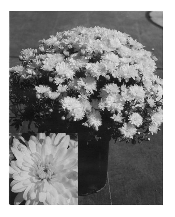 Figure 1 of US plant patent PP23751, the photograph of CIFZ0030 printed in the patent.