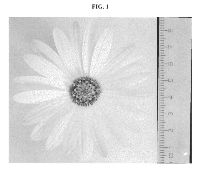 Figure 1 of US plant patent PP23752, the photograph of Daossytten printed in the patent.