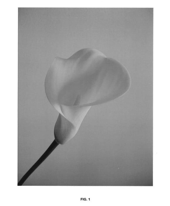 Figure 1 of US plant patent PP23754, the photograph of Solid Gold BLZ printed in the patent.