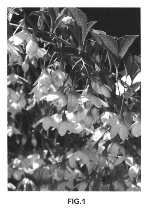 Figure 1 of US plant patent PP23755, the photograph of JLWeeping printed in the patent.