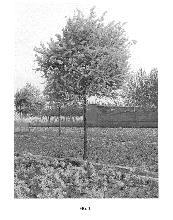 Figure 1 of US plant patent PP23756, the photograph of Meirenyu printed in the patent.