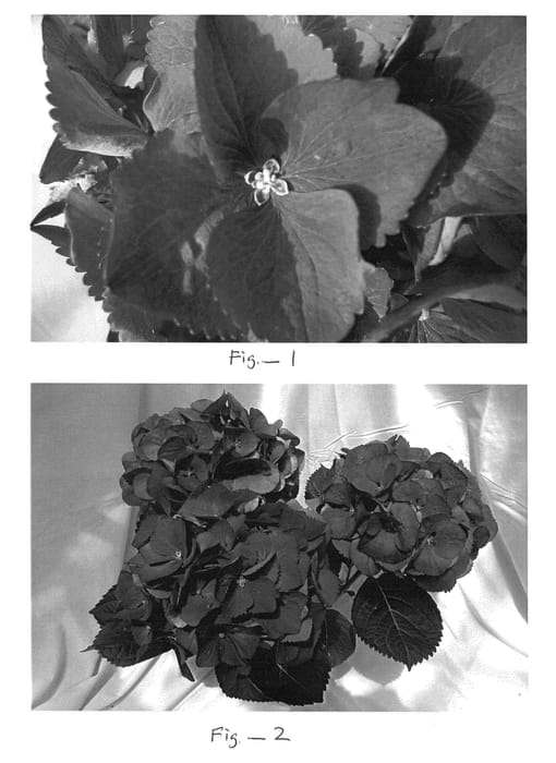 Figure 1 of US plant patent PP23757, the photograph of BC6.1 printed in the patent.