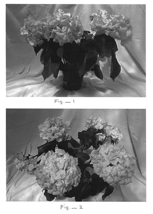 Figure 1 of US plant patent PP23758, the photograph of BC9.2 printed in the patent.