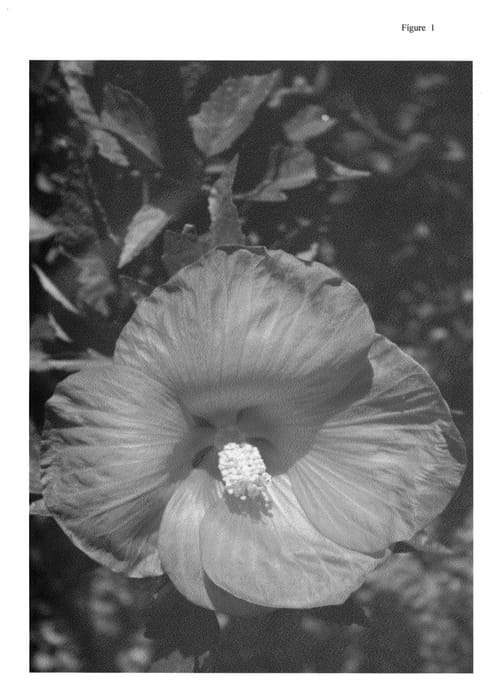 Figure 1 of US plant patent PP23759, the photograph of Satellite printed in the patent.