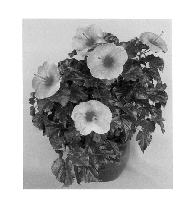 Figure 1 of US plant patent PP23760, the photograph of Cayman Wind printed in the patent.