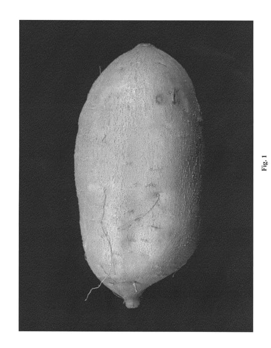 Figure 1 of US plant patent PP23761, the photograph of 05-111 printed in the patent.